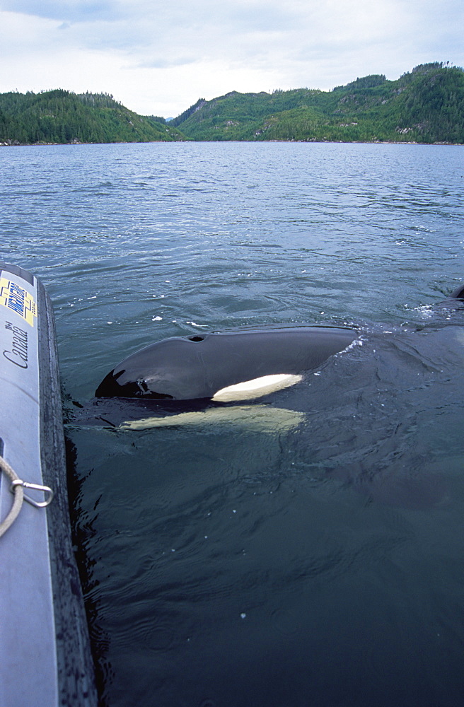 orca/ killer whale (Orcinus orca) 'Luna' (L98), interacting with Fisheries boat, 5-year old lone male in Nootka Sound, West Vancouver Island, Canada, North Pacific.