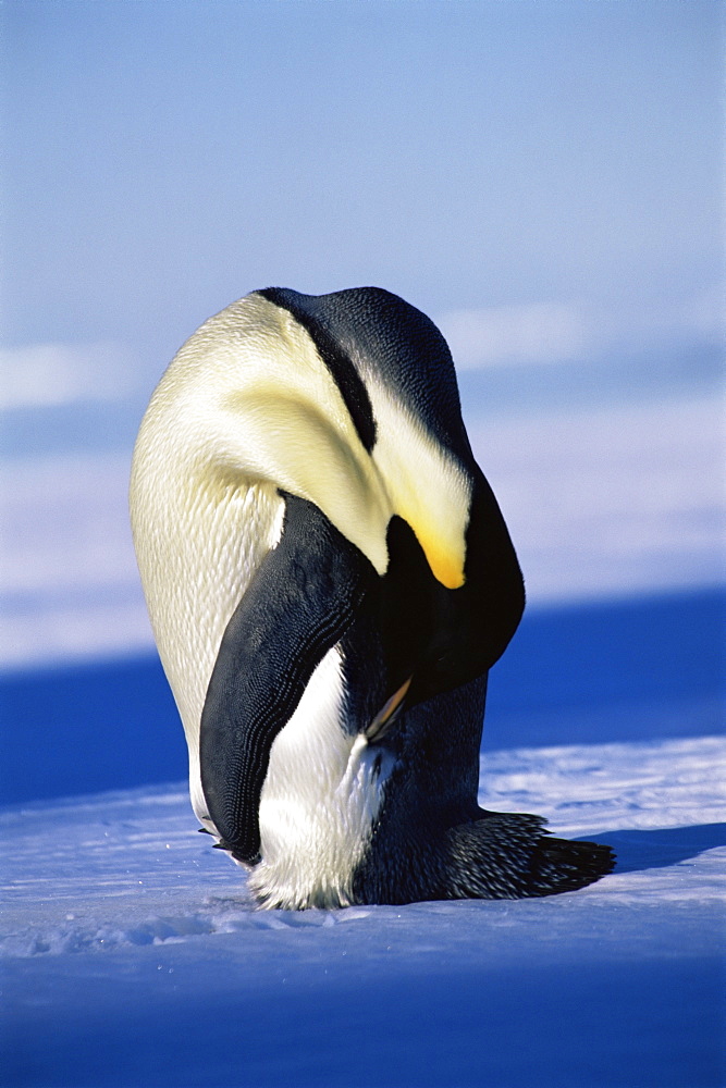 Emperor penguin (Aptenodytes forsteri) head bent over, Ross Sea, Antarctica, Southern Ocean.