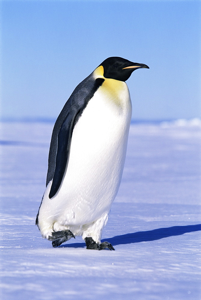 Emperor penguin (Aptenodytes forsteri), side view of penguin, Ross Sea, Antarctica, Southern Ocean.