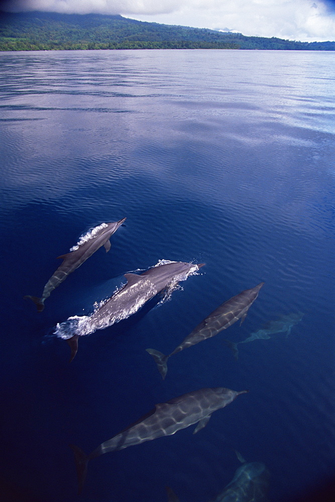 Spinner dolphins (Stenella longirostris) underwater, Kimbe Bay, West New Britain Island, Papua New Guinea, South Pacific