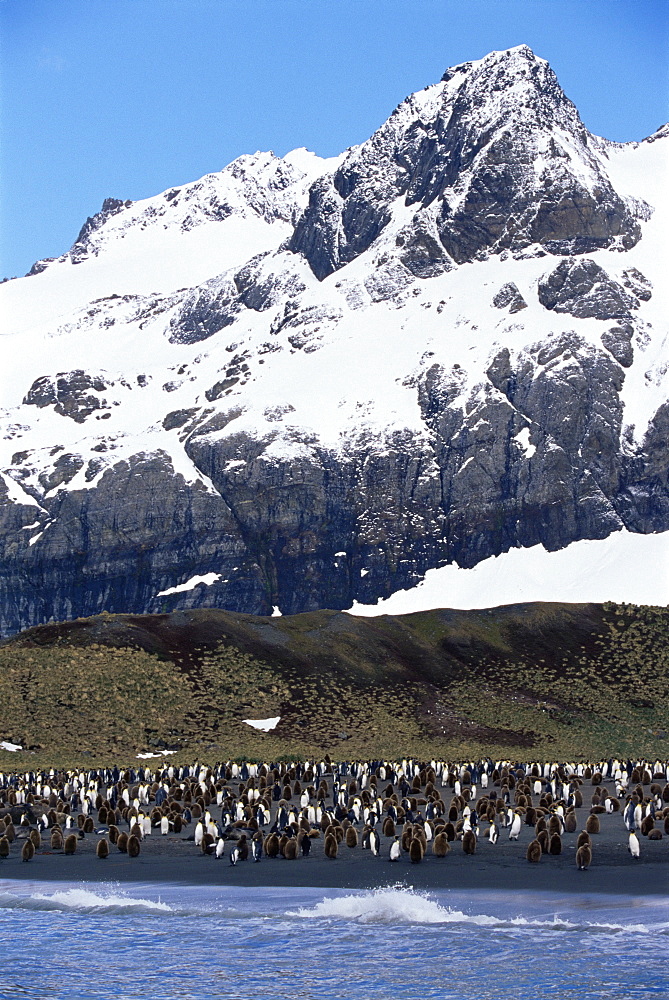 King penguins (Aptenodytes patagonicus), South Georgia, Antarctica, Southern Ocean. 