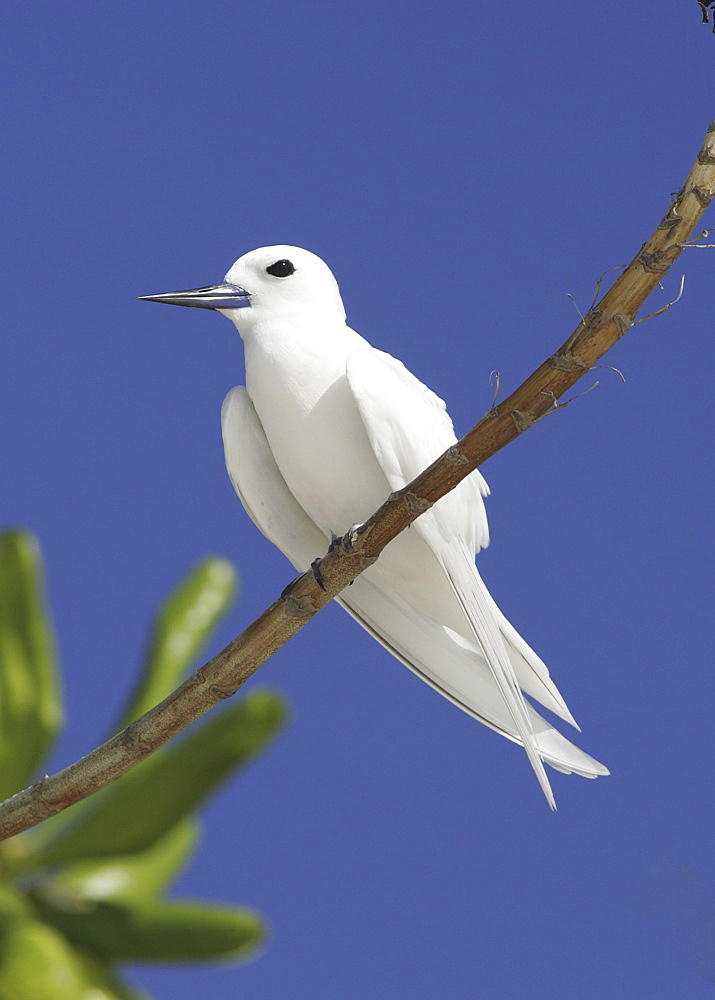 White / Fairy tern (Gygis alba) resting on branch. Bird Island, Seychelles, Indian Ocean  (A4 only).