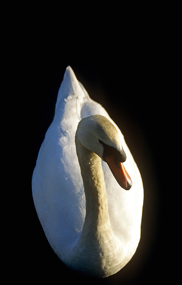 Mute swan (Cygnus olor) on lake in evening sun.  UK