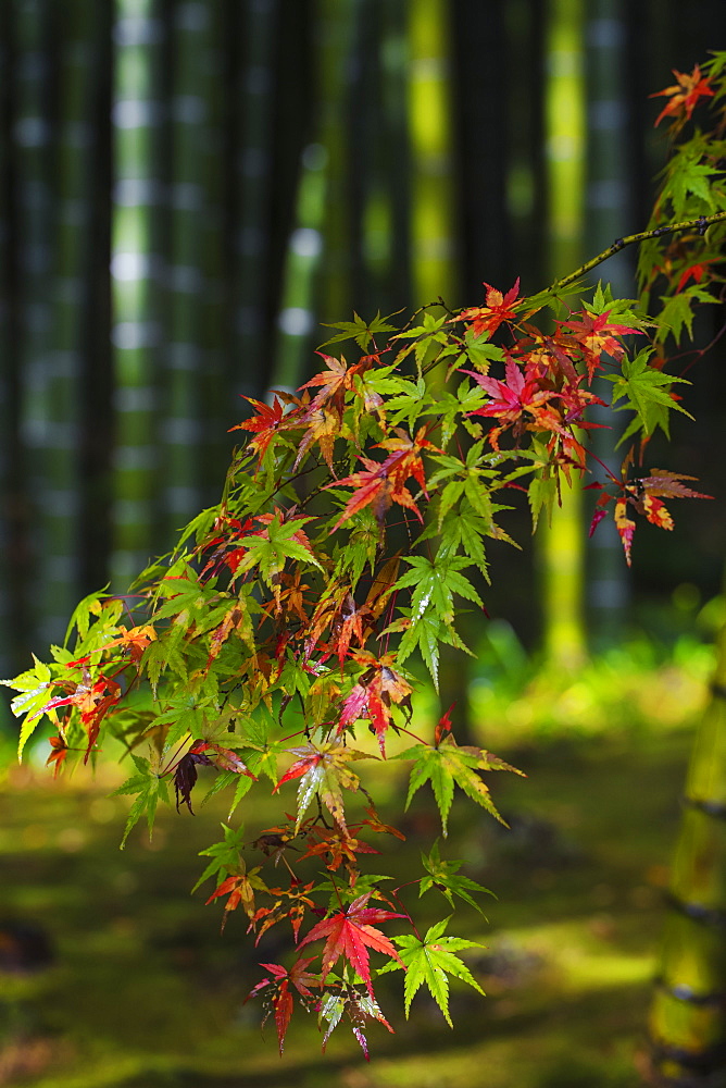 Acer leaves, Bamboo Grove, Tenryuji Temple, Arashiyama, Kyoto, Japan, Asia