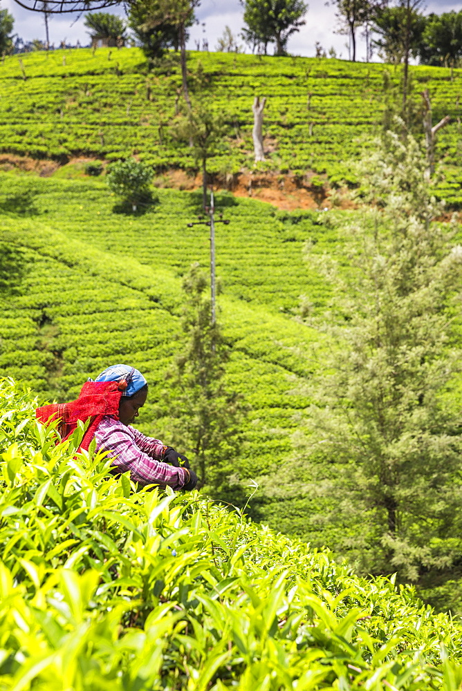 Tea plucker, Nuwara Eliya, Central Province, Sri Lanka, Asia