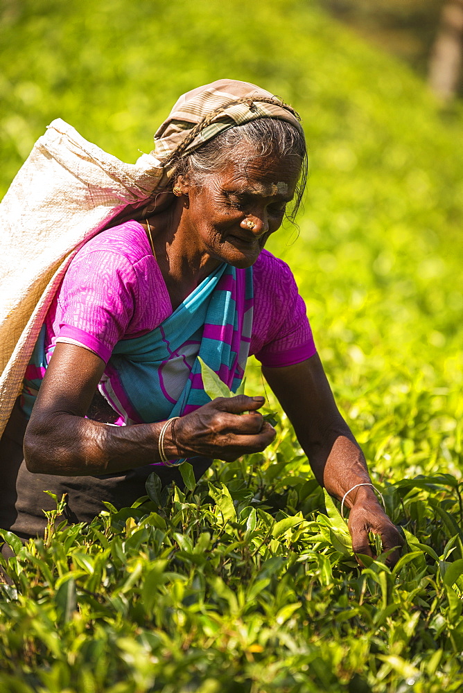 Tea plucking, Castlereagh Lake, Hatton, Central Province, Sri Lanka, Asia