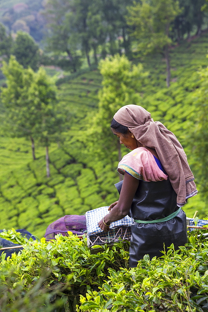 Tea picker at top station, Munnar, Kerala, India, Asia