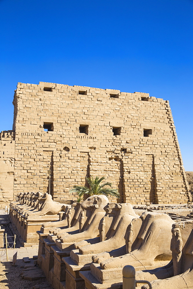 Avenue of Sphinxes, Luxor Temple, UNESCO World Heritage Site, Luxor, Egypt, North Africa, Africa