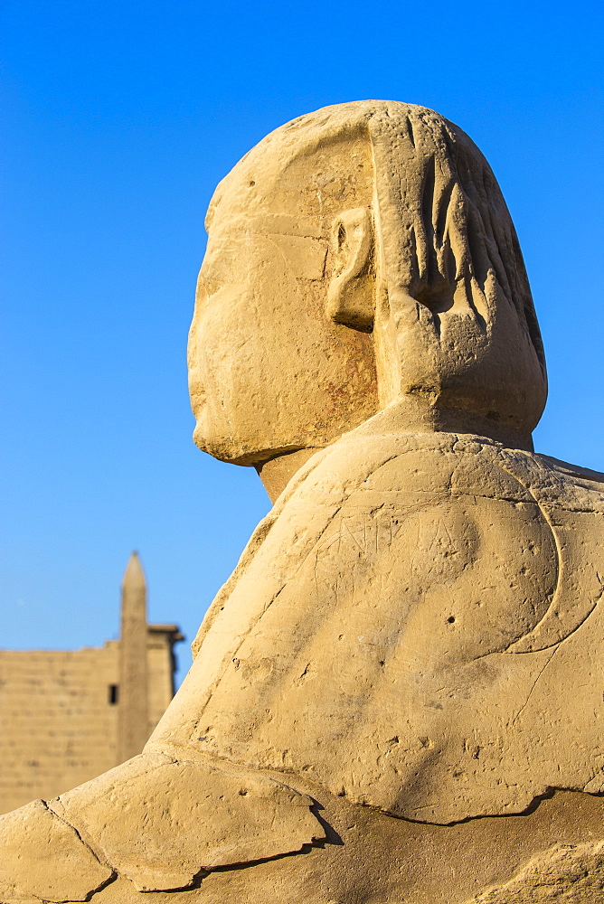 Avenue of Sphinxes, Luxor Temple, UNESCO World Heritage Site, Luxor, Egypt, North Africa, Africa