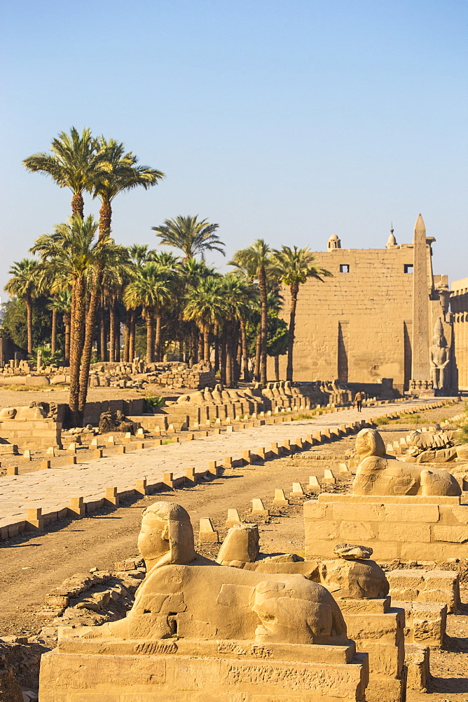 Avenue of Sphinxes, Luxor Temple, UNESCO World Heritage Site, Luxor, Egypt, North Africa, Africa