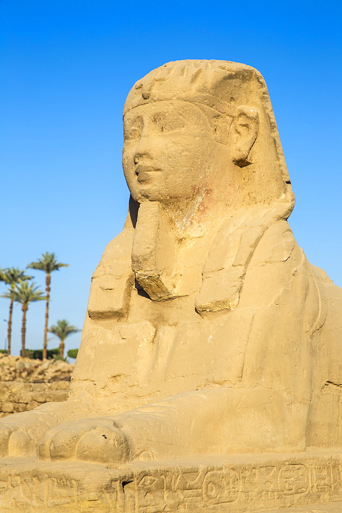 Avenue of Sphinxes, Luxor Temple, UNESCO World Heritage Site, Luxor, Egypt, North Africa, Africa