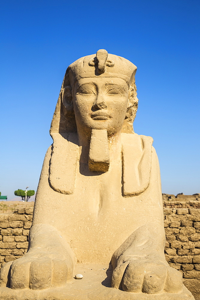 Avenue of Sphinxes, Luxor Temple, UNESCO World Heritage Site, Luxor, Egypt, North Africa, Africa