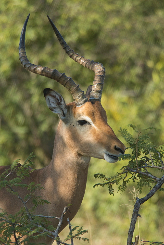 Male impala buck browsing on vegetation, Kruger National Park, South Africa, Africa