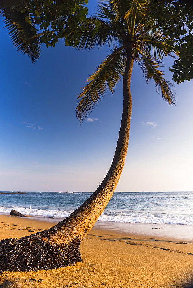 Palm tree, Mirissa Beach, South Coast of Sri Lanka, Sri Lanka, Asia