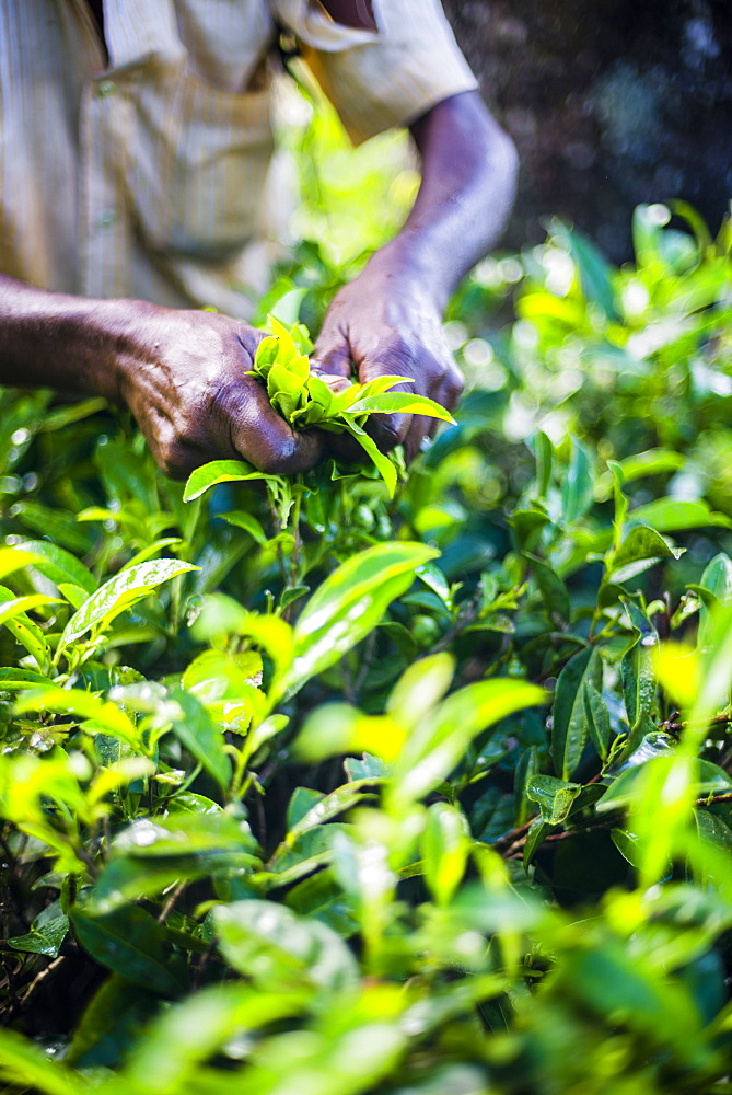 Hands of a tea picker picking tea in the Sri Lanka Central Highlands, Tea Country, Sri Lanka, Asia