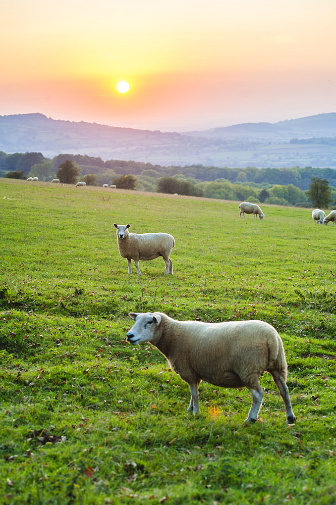 Cotswold sheep at sunset, Winchcombe, The Cotswolds, Gloucestershire, England, United Kingdom, Europe 