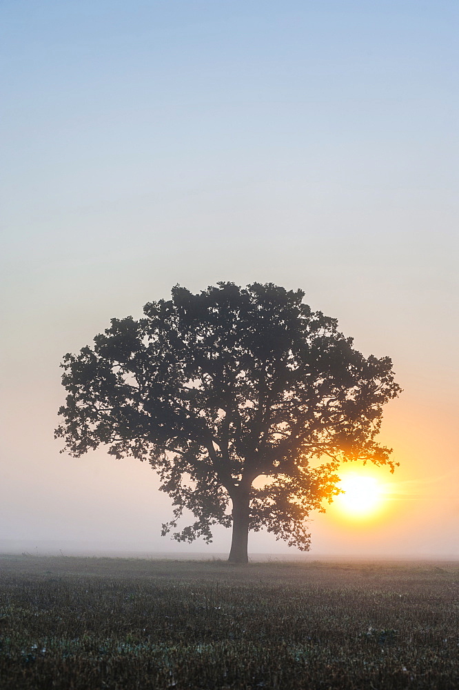 Misty tree at sunrise, Broadway, The Cotswolds, Gloucestershire, England, United Kingdom, Europe 