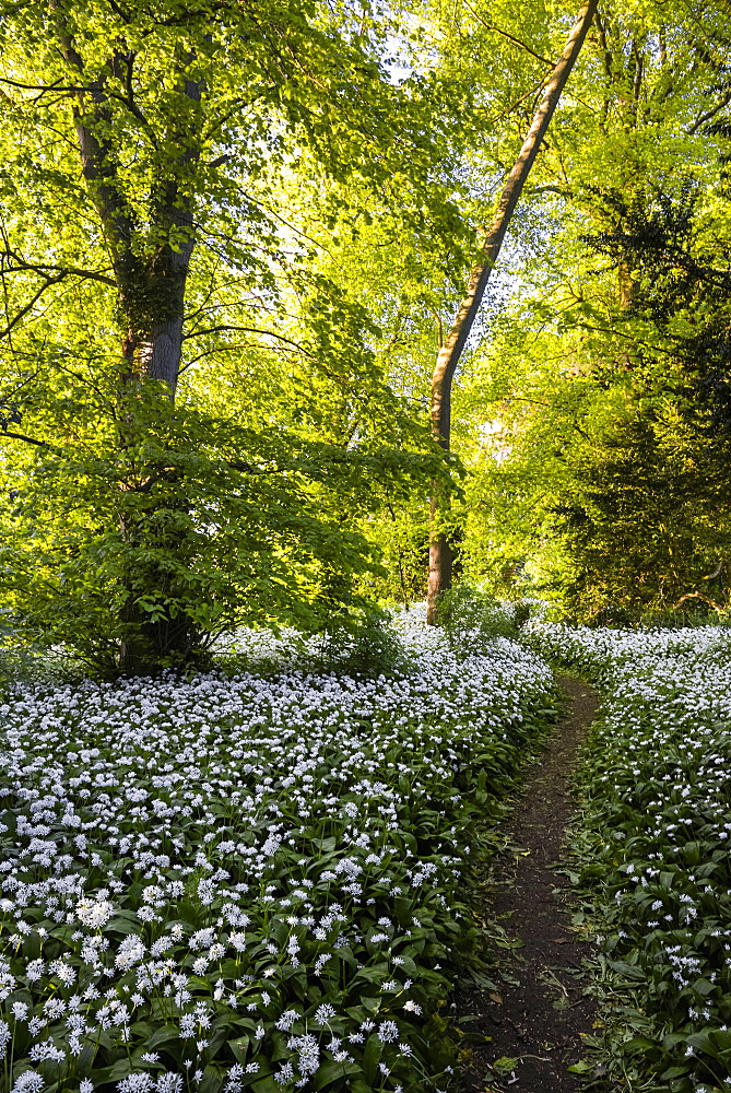 Flowers in a woods near Badbury Hill, Oxford, Oxfordshire, England, United Kingdom, Europe 