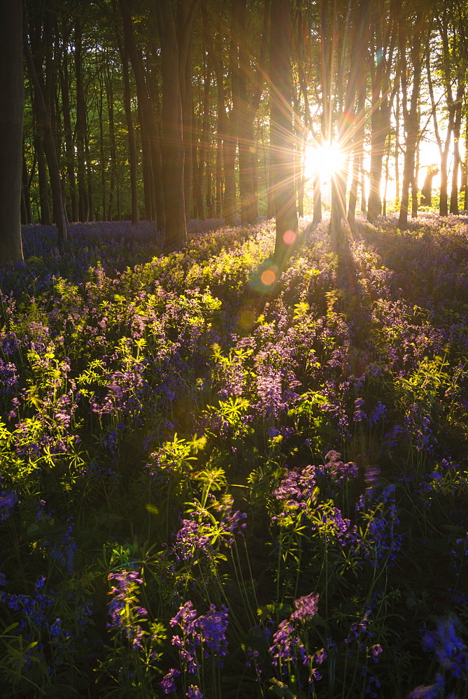 Bluebells in Bluebell woods in spring, Badbury Clump at Badbury Hill, Oxford, Oxfordshire, England, United Kingdom, Europe 