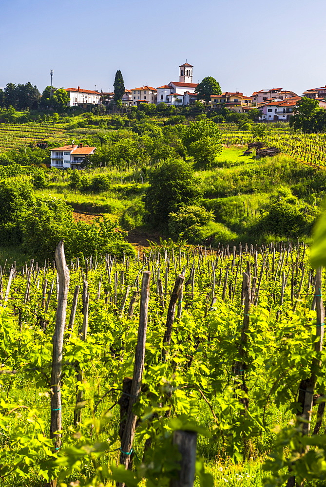 Slovenia countryside and vineyards and the hill top town of Medana, Goriska Brda (Gorizia Hills), Slovenia, Europe