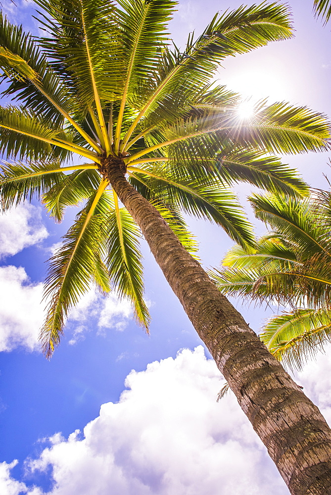 Palm tree in Titikaveka, Rarotonga, Cook Islands, South Pacific Ocean, Pacific