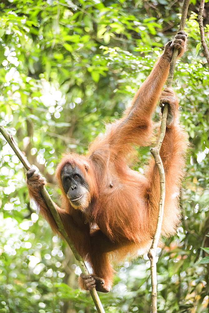 Female Orangutan (Pongo Abelii) in the rainforest near Bukit Lawang, Gunung Leuser National Park, North Sumatra, Indonesia, Southeast Asia, Asia