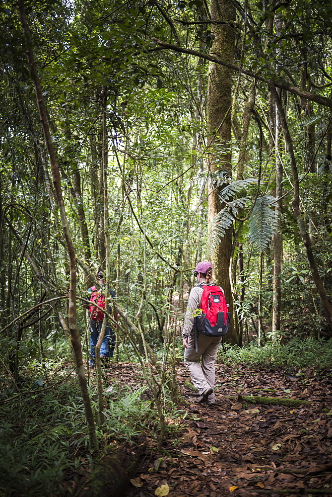 Tourist in Ranomafana National Park, Madagascar Central Highlands, Madagascar, Africa