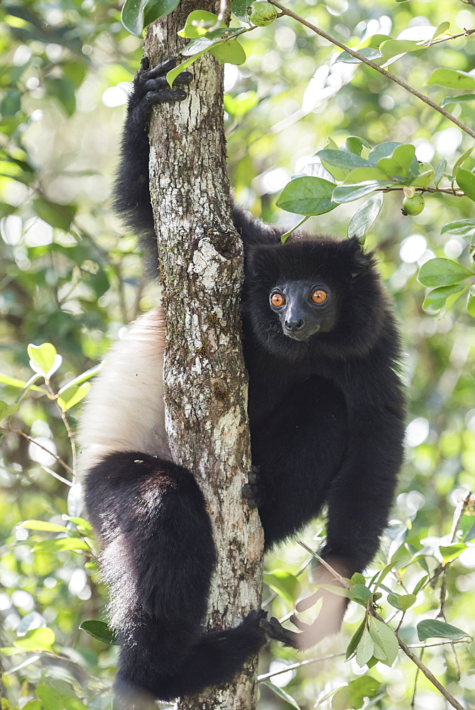 Milne-Edwards sifaka (Propithecus Edwardsi), Ranomafana National Park, Madagascar Central Highlands, Madagascar, Africa