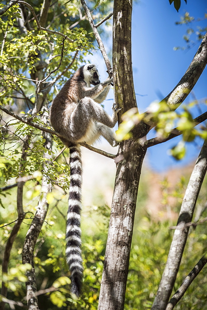 Ring-tailed lemur (Lemur catta), Isalo National Park, Ihorombe Region, Southwest Madagascar, Africa