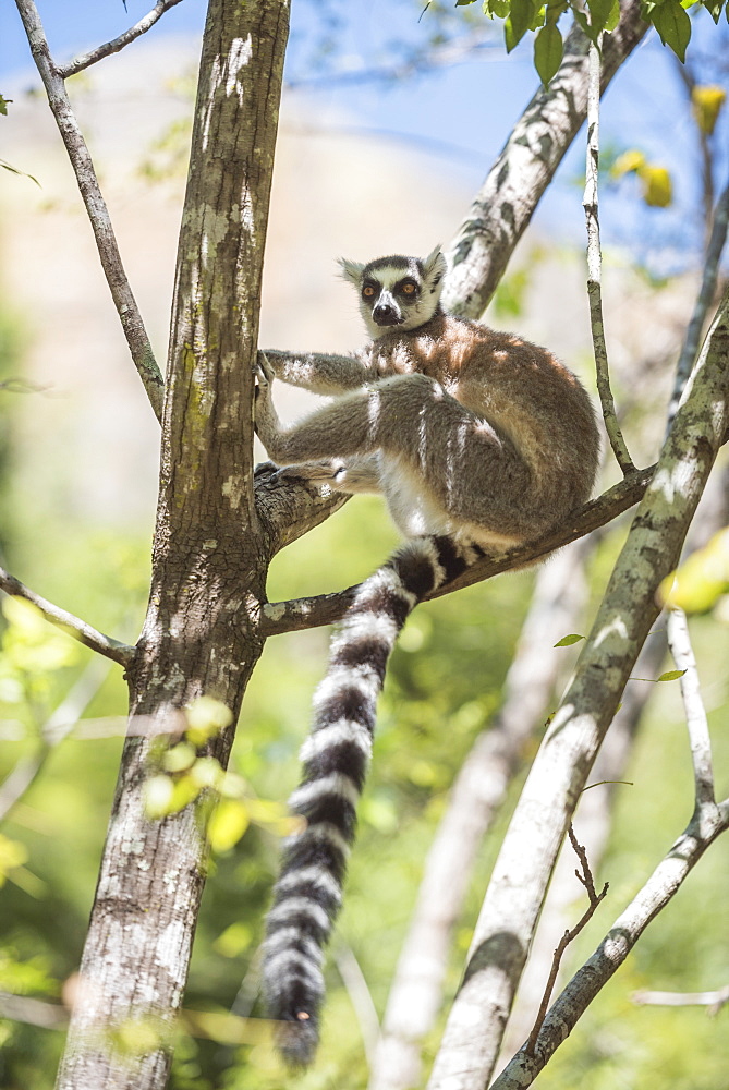 Ring-tailed lemur (Lemur catta), Isalo National Park, Ihorombe Region, Southwest Madagascar, Africa