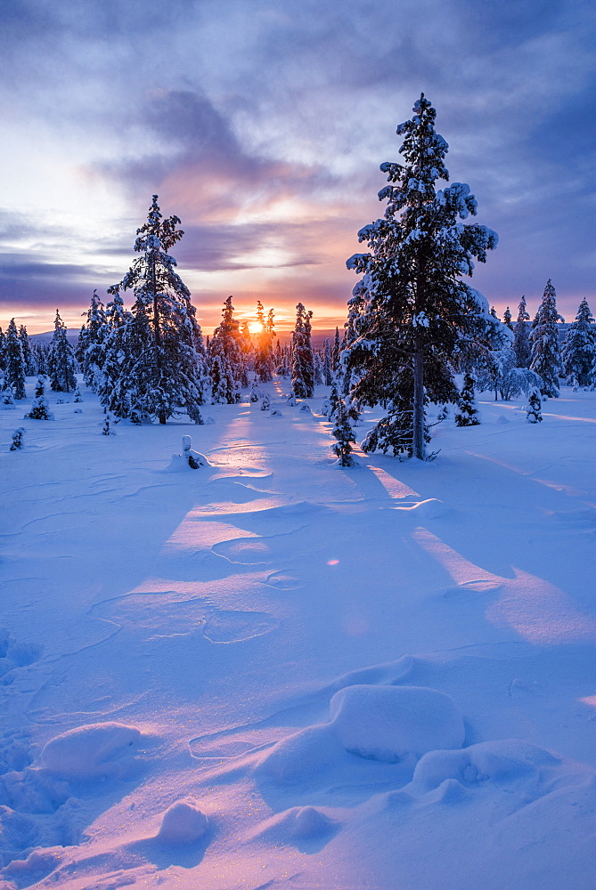 Snow covered winter landscape at sunrise, Lapland, Pallas-Yllastunturi National Park, Lapland, Finland, Europe