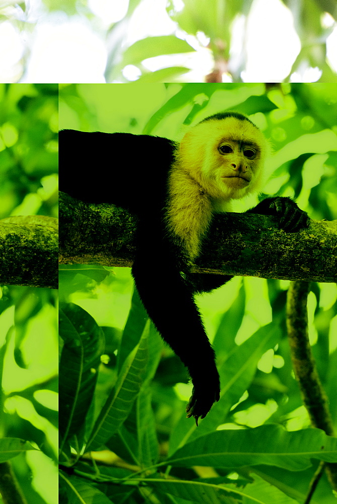 White-faced Capuchin (Cebus capucinus) by Manuel Antonio Beach, Manuel Antonio National Park, Costa Rica, Central America