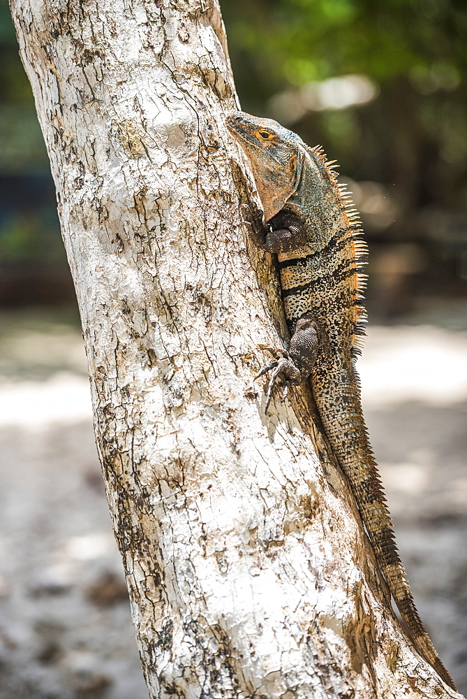 Black Spiny Tailed Iguana Lizard (Ctenosaura similis), Manuel Antonio National Park Beach, Pacific Coast, Costa Rica, Central America