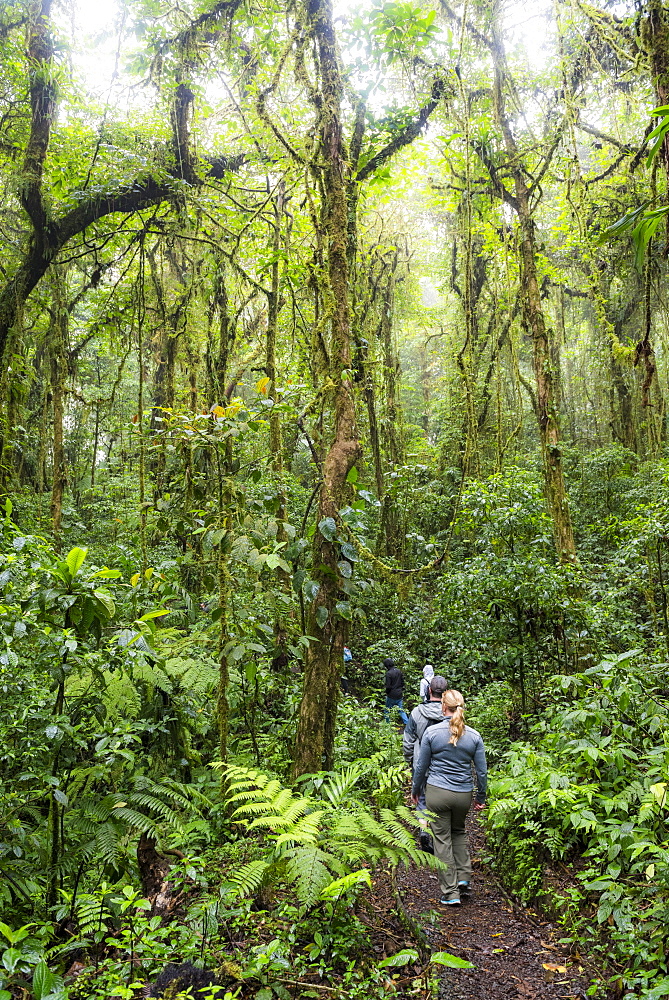 Tourist in Monteverde Cloud Forest Reserve, Puntarenas, Costa Rica, Central America