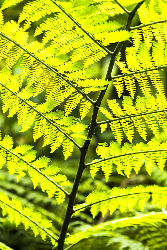 Close up detail of a fern in the rainforest in Arenal Volcano National Park, Alajuela Province, Costa Rica, Central America