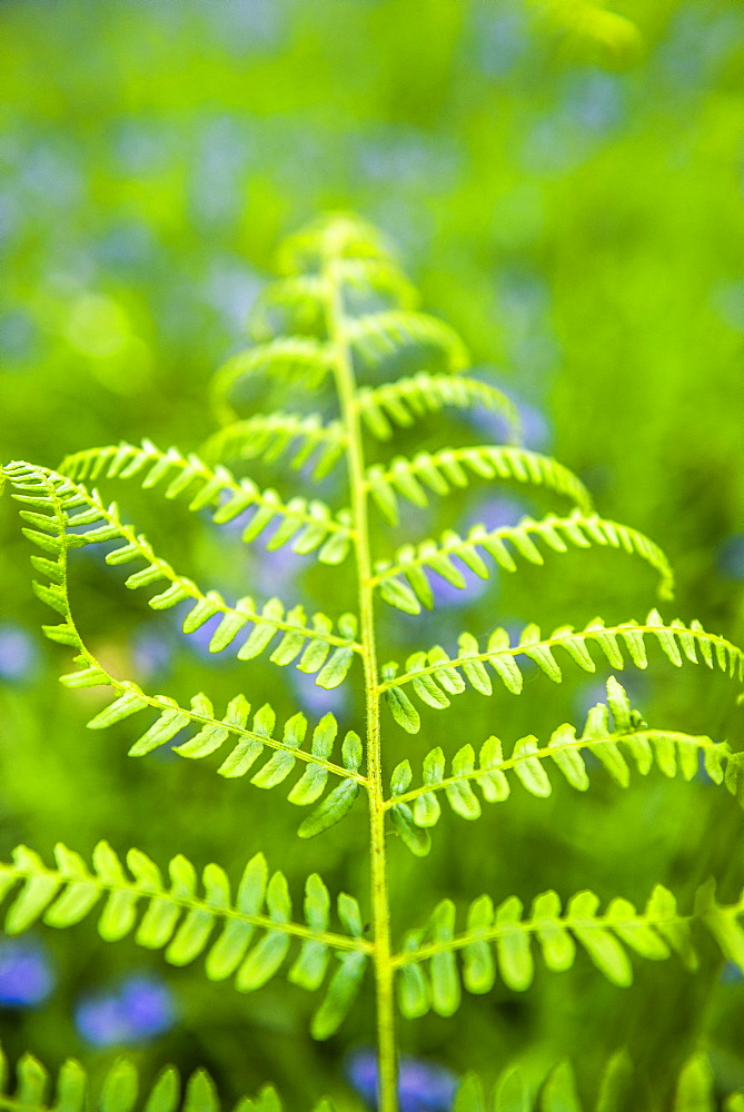 Fern in bluebell woods at Derwent Water, Lake District, Cumbria, England, United Kingdom, Europe