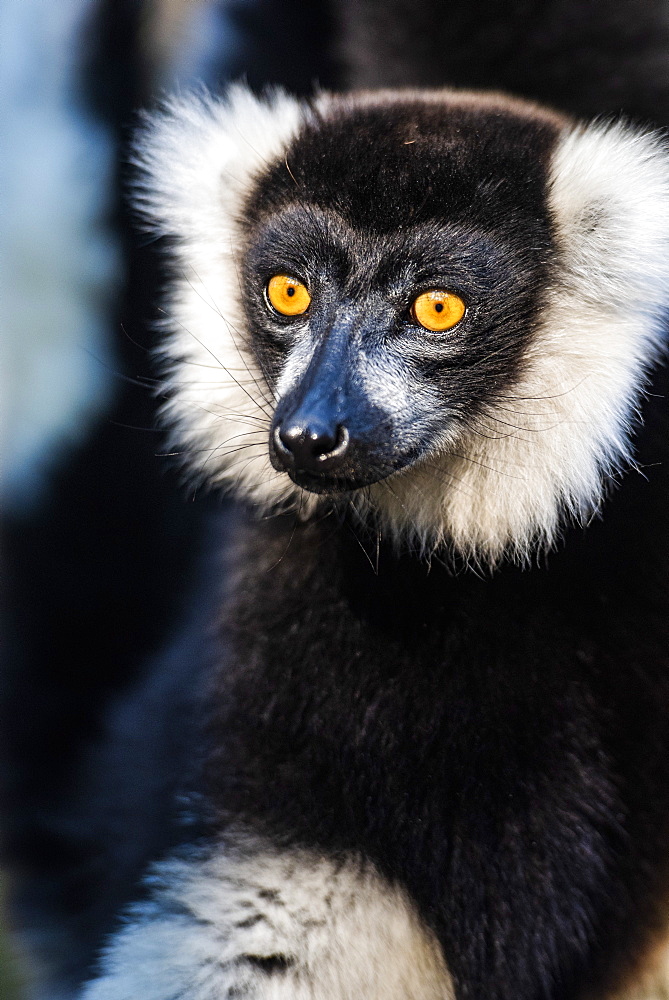 Black and White Ruffed Lemur (Varecia variegata), endemic to Madagascar, Andasibe, Africa