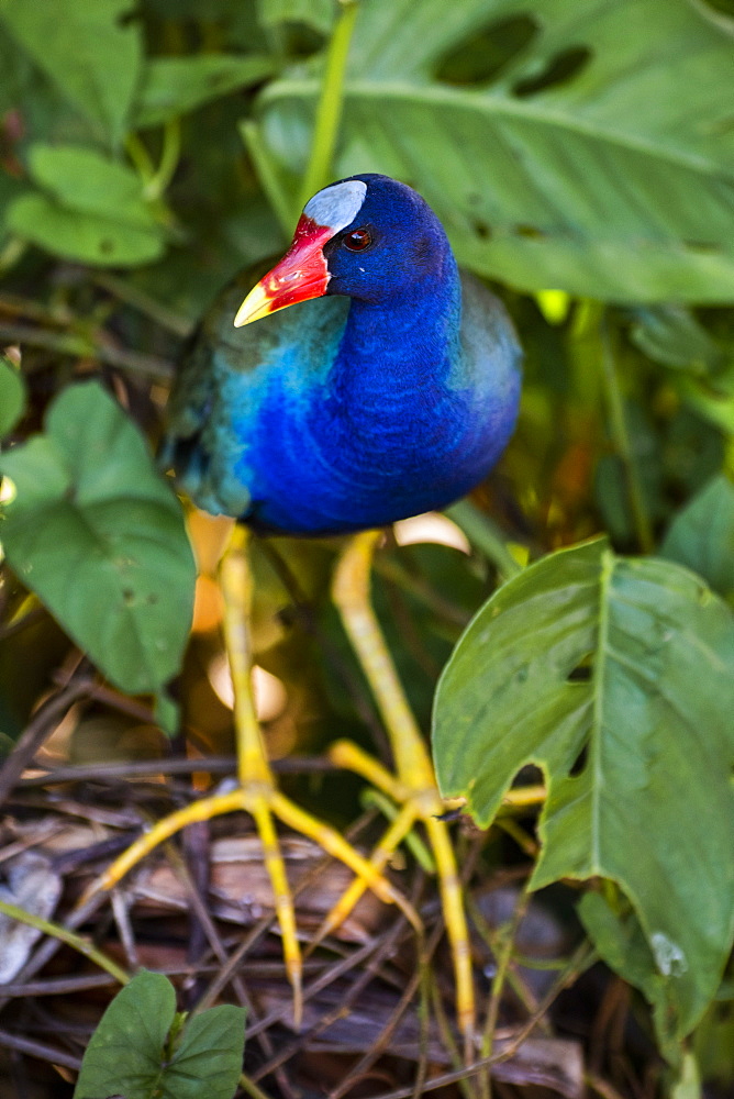 Purple Gallinule (Porphyrio Martinicus), a type of Swamphen at Boca Tapada, Alajuela Province, Costa Rica, Central America