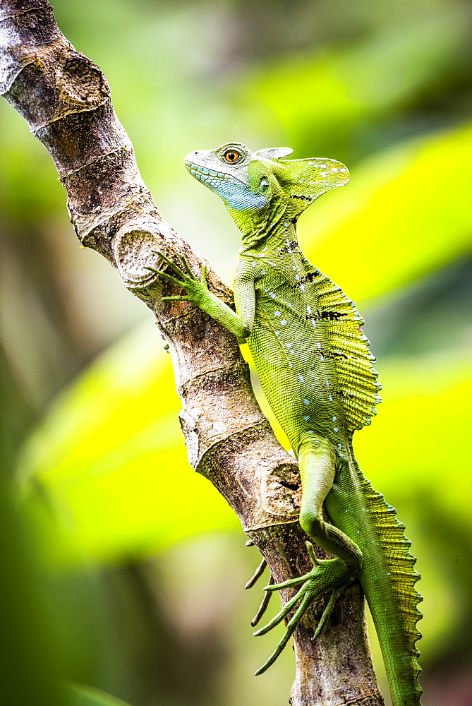 Green Plumed Basilisk Lizard (Basiliscus plumifrons), Boca Tapada, Alajuela Province, Costa Rica, Central America