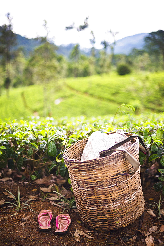 Tea pluckers basket and shoes at a tea plantation, Central Highlands, Nuwara Eliya District, Sri Lanka, Asia