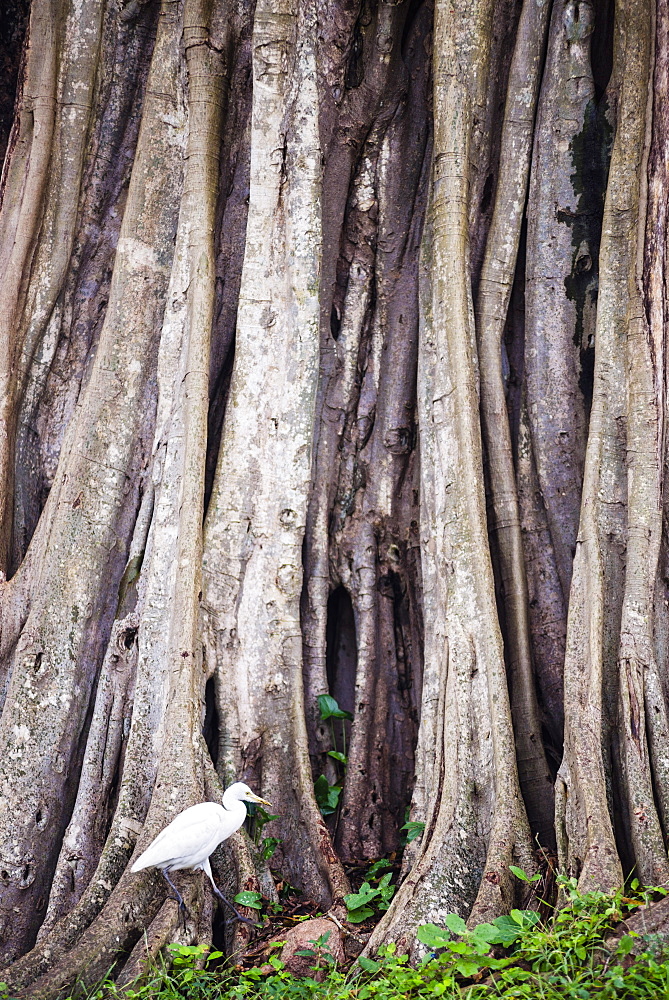 Great egret (great white heron) (Ardea Alba) at Sri Maha Bodhi, Anuradhapura, Sri Lanka, Asia