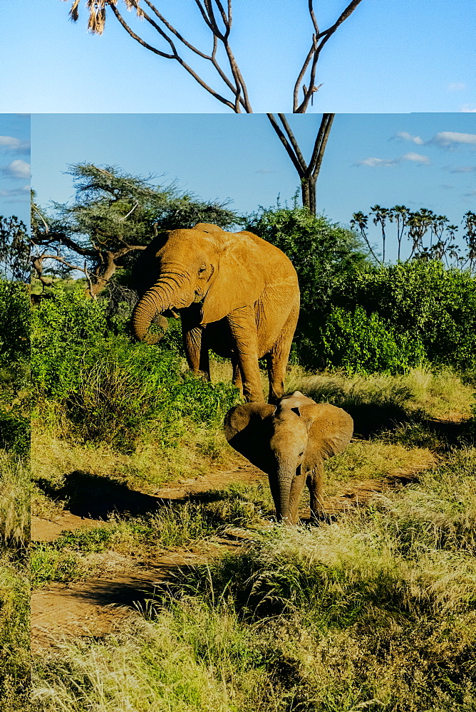 Elephant matriarch and her calf, Samburu National Park, Kenya, East Africa, Africa