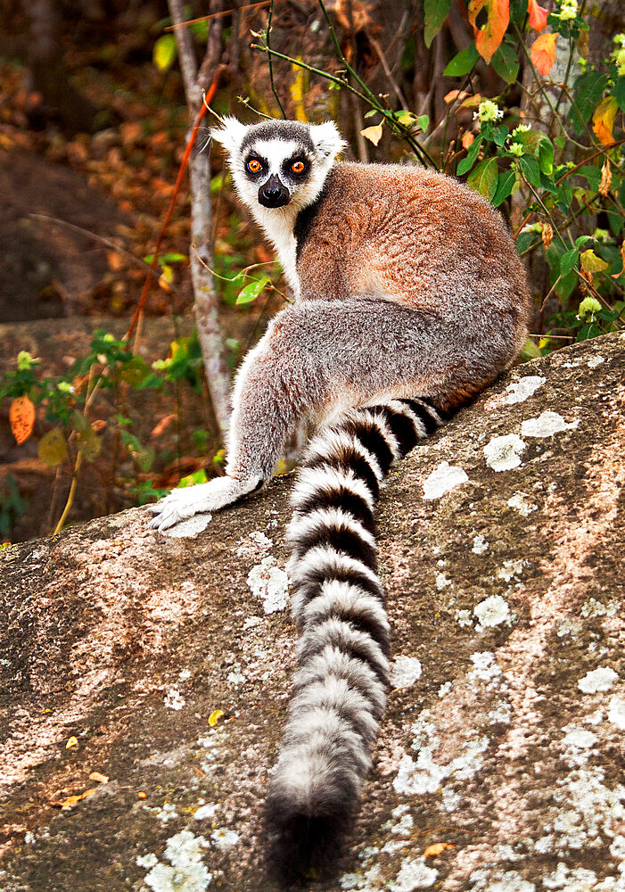 Ring tailed lemur, Isalo National Park, Isalo, Madagascar, Africa