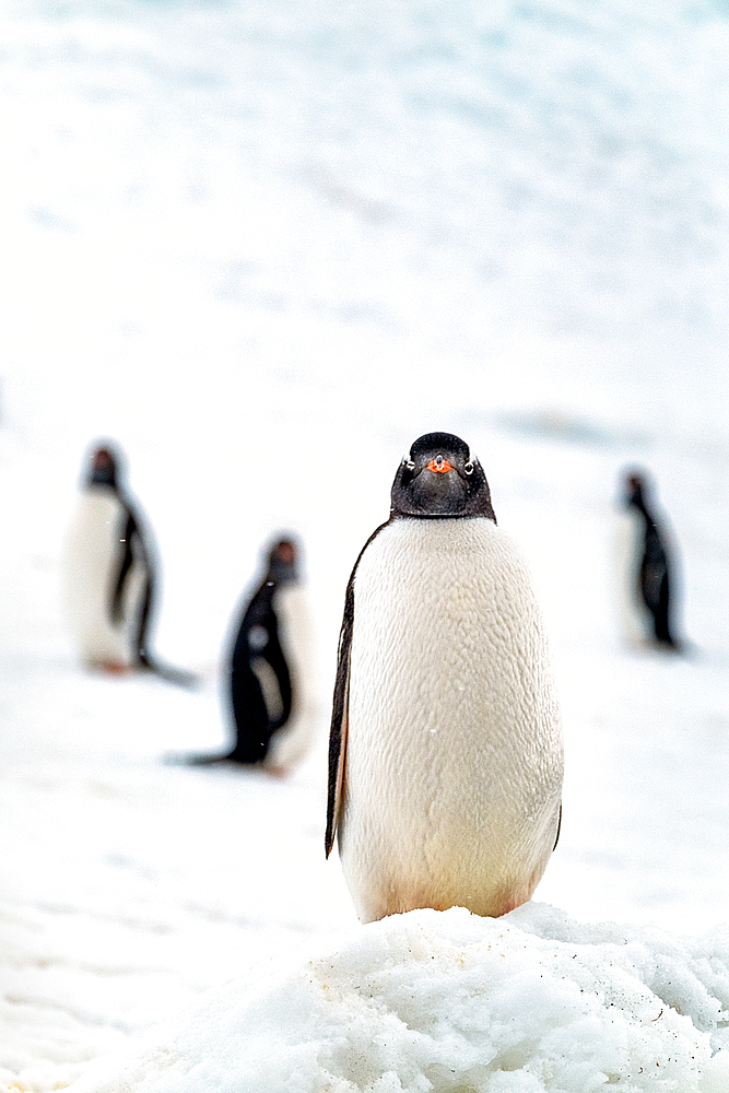 Gentoo penguin on snow covered glacier, Antarctica, Polar Regions