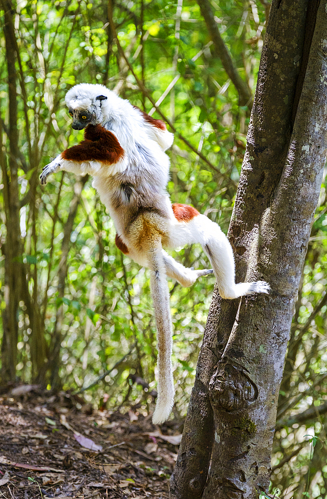 Sifaka lemur found only in Madagascar. They are known for their vertical clinging and leaping movements, Isalo National Park.