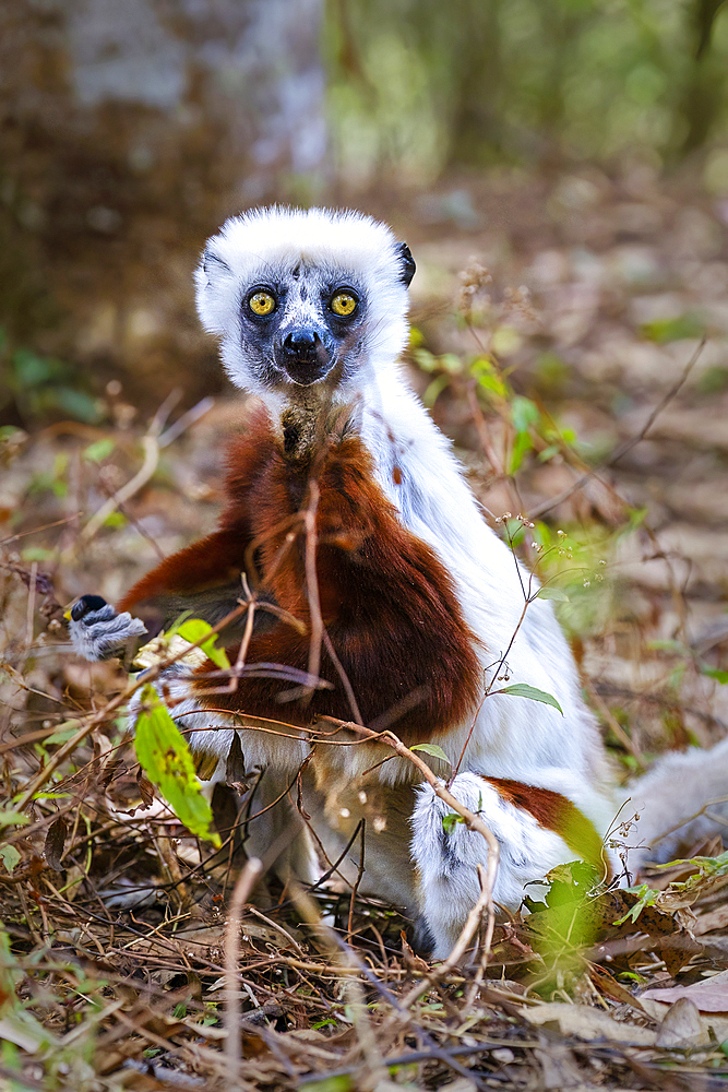 Sifaka lemur found only in Madagascar. They are known for their vertical clinging and leaping movements, Isalo National Park.