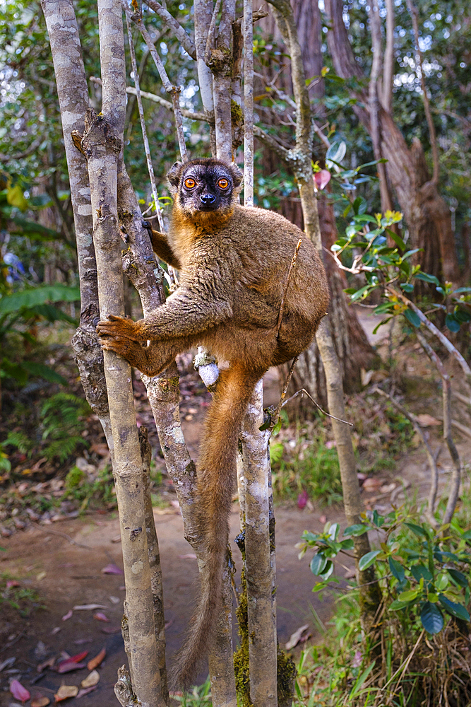 Common brown lemur, Andasibe National Park.
