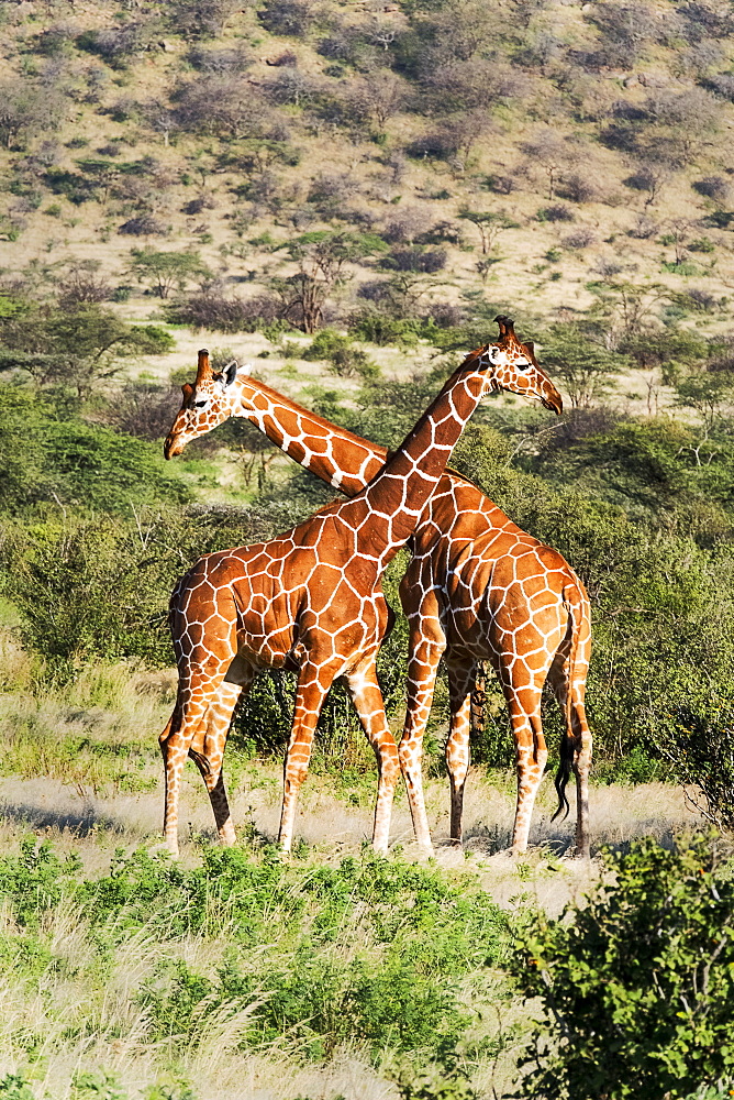 Two reticulated giraffes necking, Samburu National Reserve, Kenya, East Africa, Africa