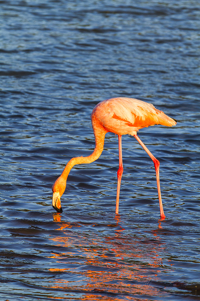 Greater flamingo (Phoenicopterus ruber) foraging for small pink shrimp in saltwater lagoon in the Galapagos Islands, UNESCO World Heritage Site, Ecuador, South America