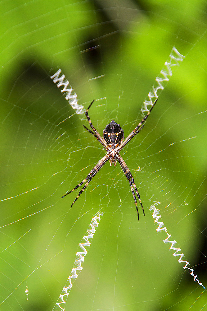 Macro photograph of a spider (Order Araneae) in the Galapagos Island Archipelago, UNESCO World Heritage Site, Ecuador, South America